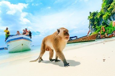 Monkey Beach